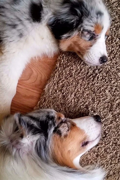 Mini australian puppies for sale in pacific northwest deals